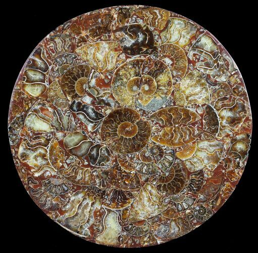 Plate Made Of Agatized Ammonite Fossils #57722